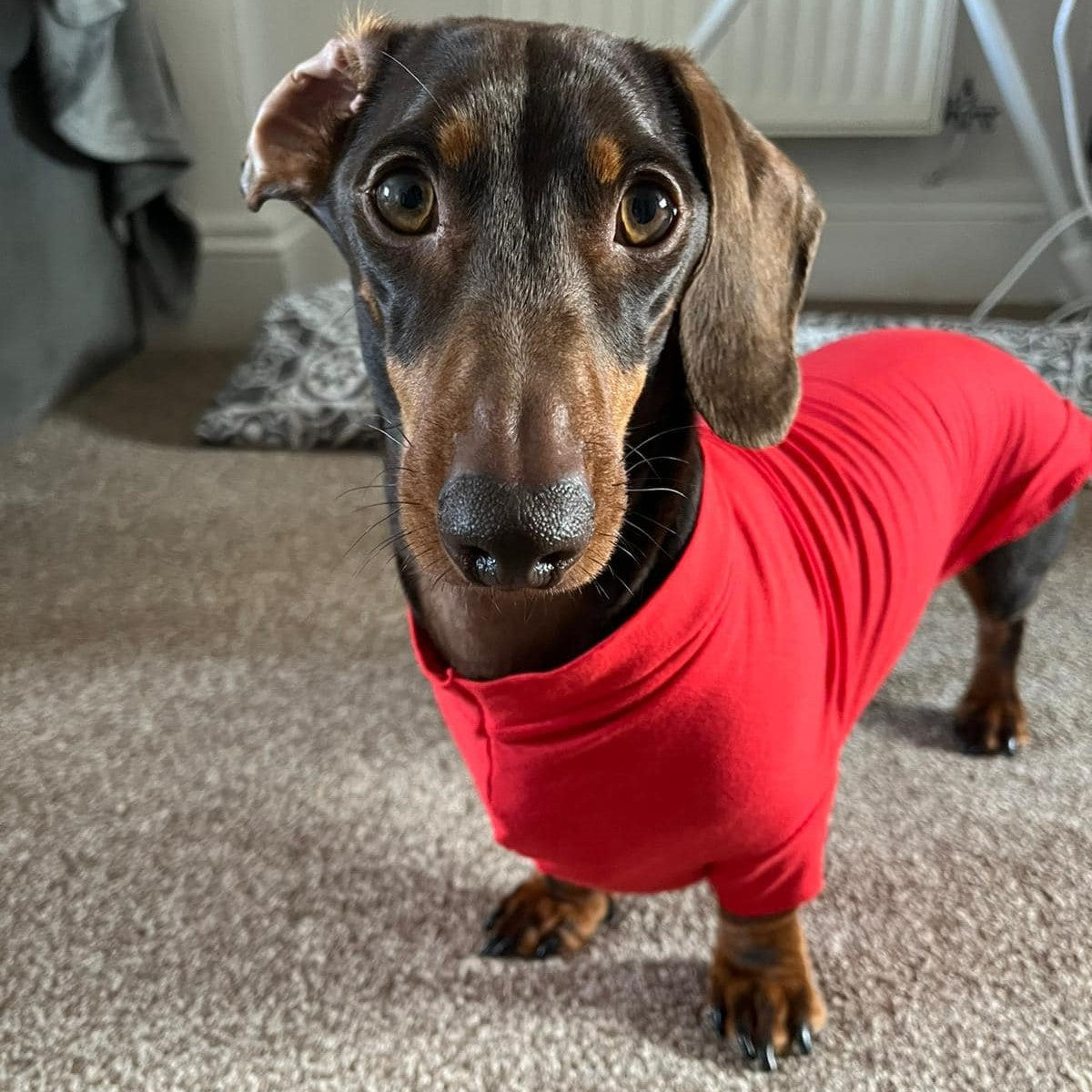 Long sleeve dog outlet shirts