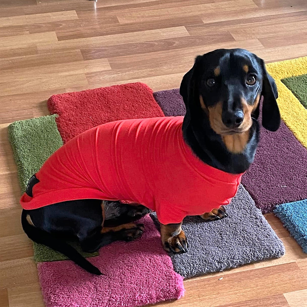 Bamboo Anti-Allergy and Cooling Dachshund T-Shirt