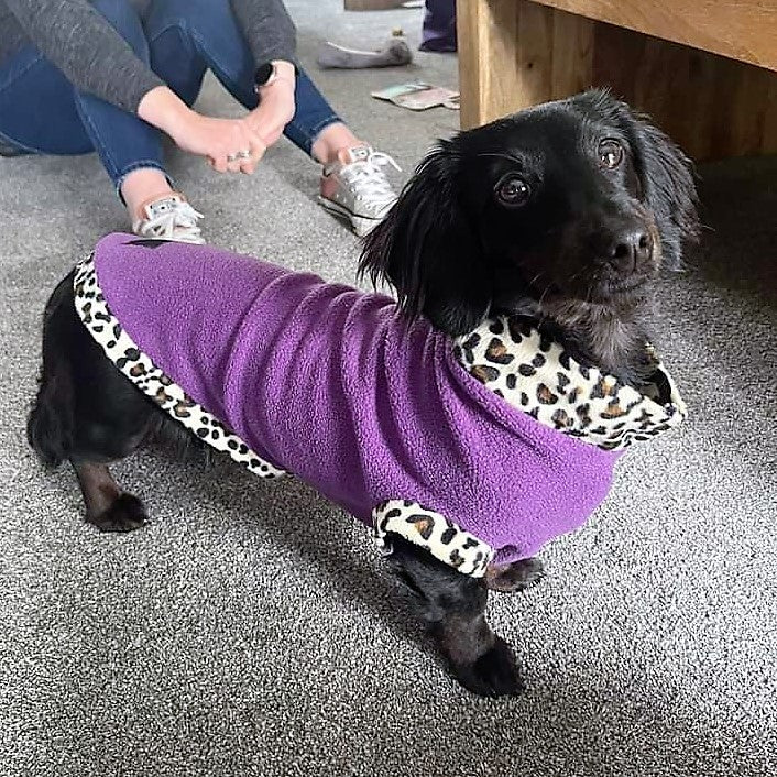 Leopard print outlet dog jumper