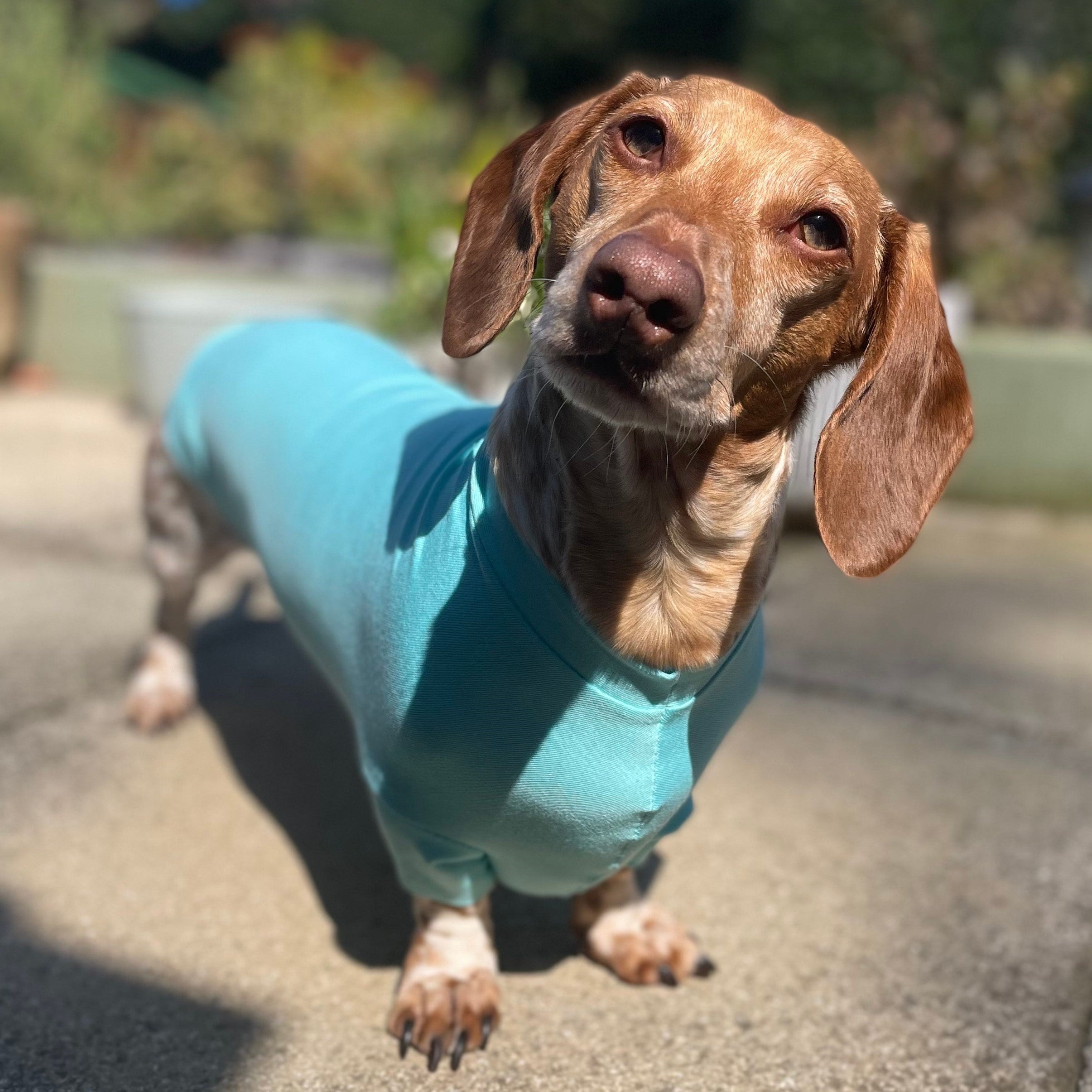 Clothes with 2025 dachshunds on them