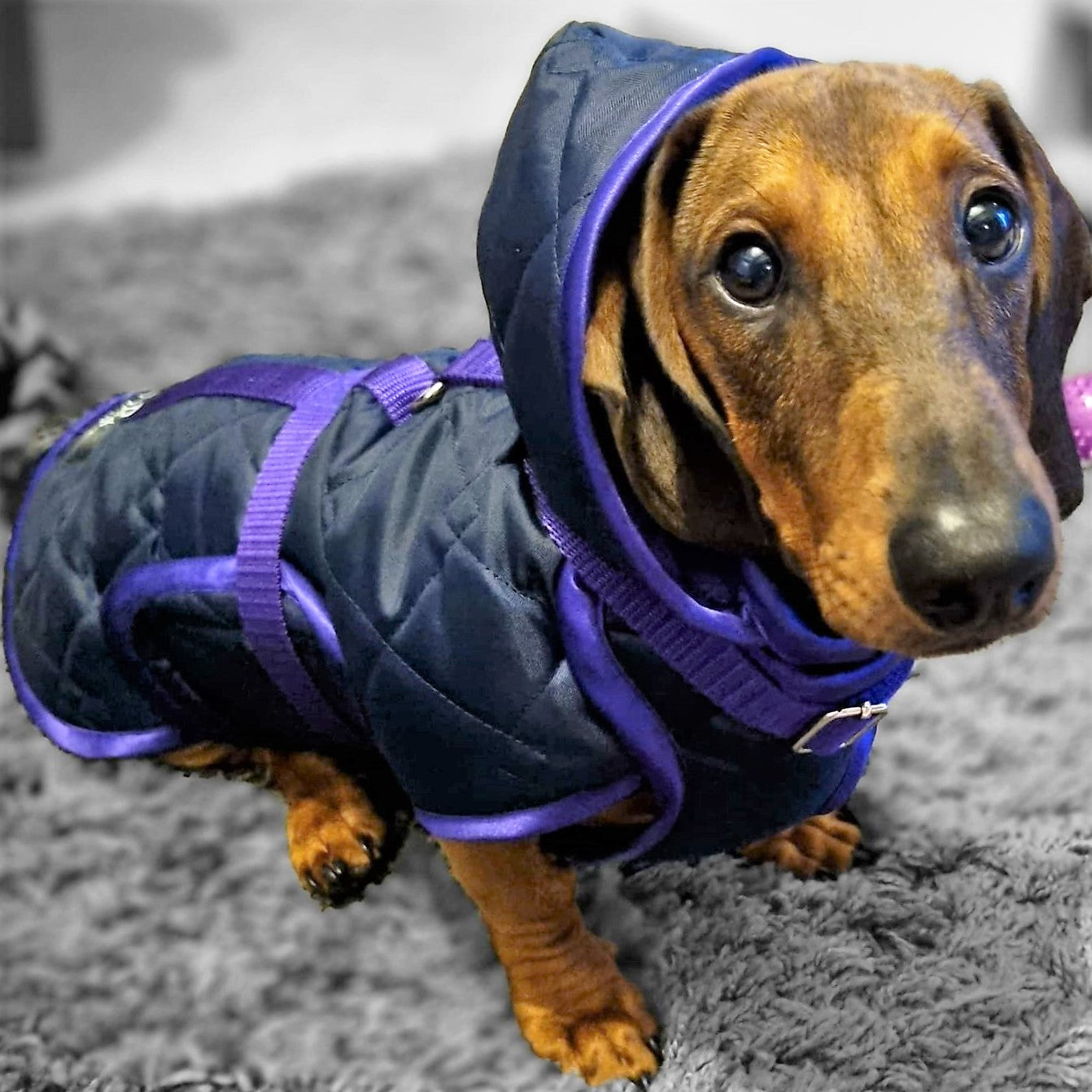 Waterproof Dachshund Raincoat
