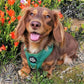 Luxury Velvet Harness, Collar, Lead (Set)