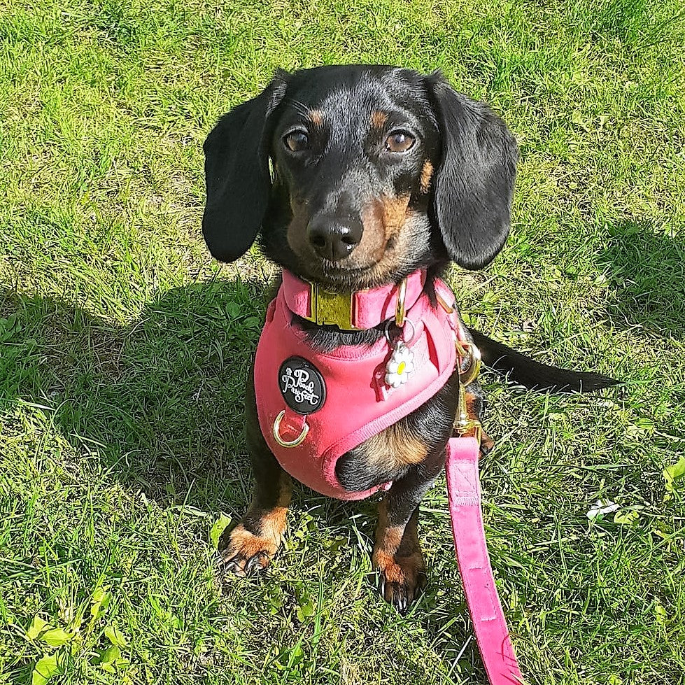 Luxury Velvet Harness, Collar, Lead (Set)