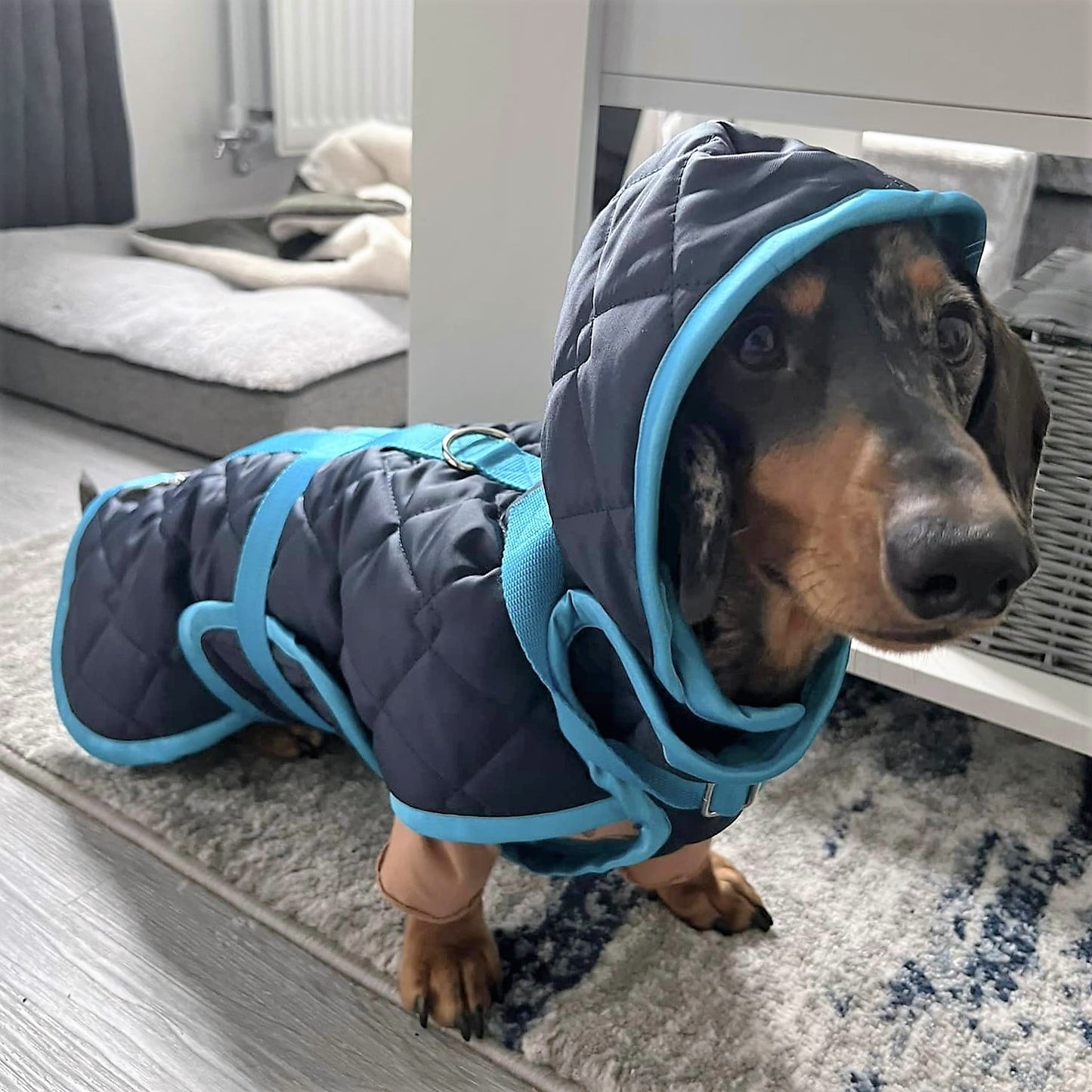 Waterproof Dachshund Raincoat