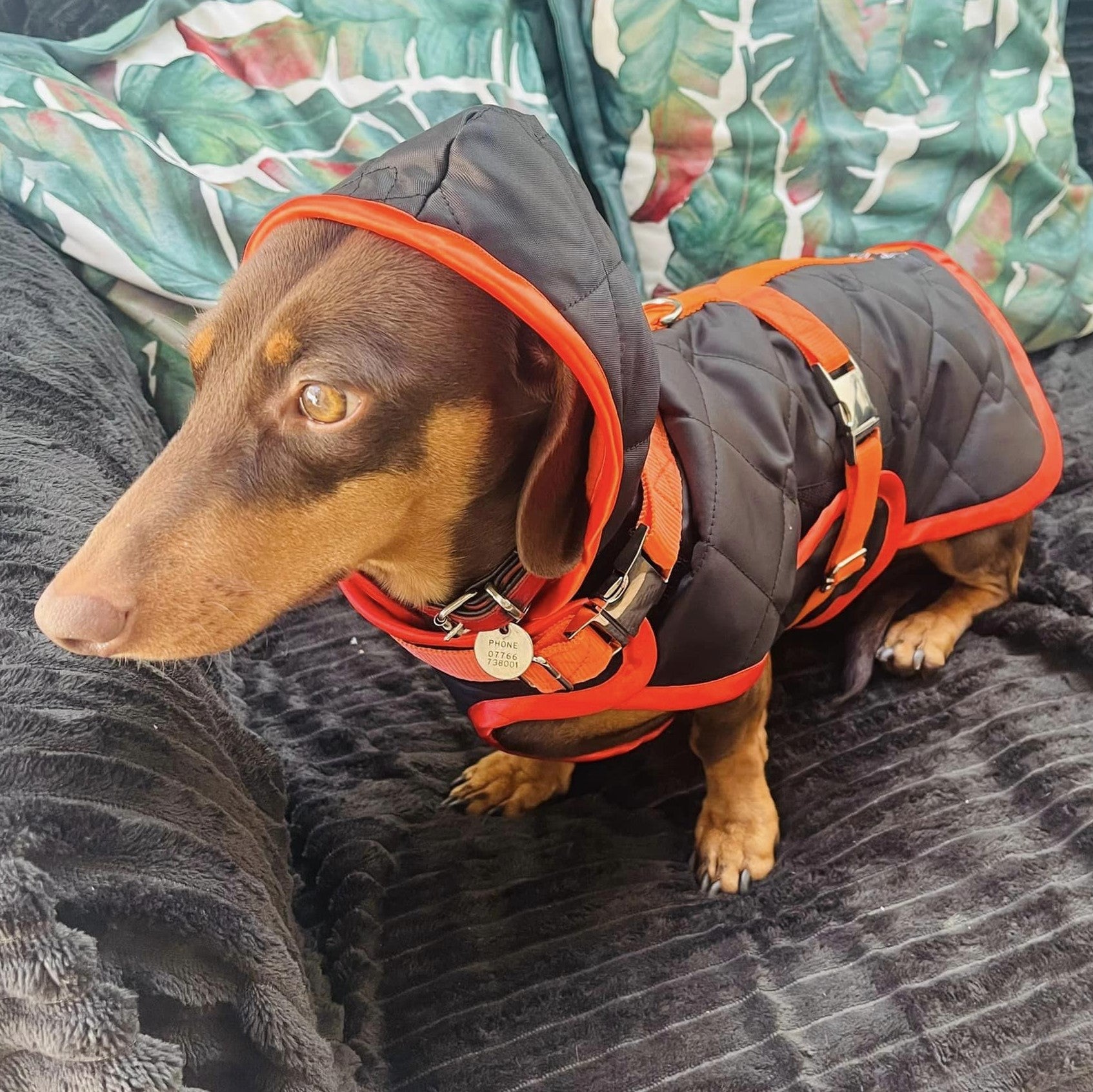 Sausage on sale dog raincoat