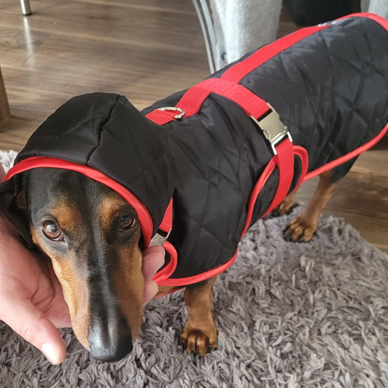 Miniature best sale dachshund raincoat