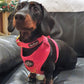 Luxury Velvet Harness, Collar, Lead (Set)