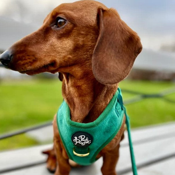 Luxury Velvet Harness, Collar, Lead (Set)