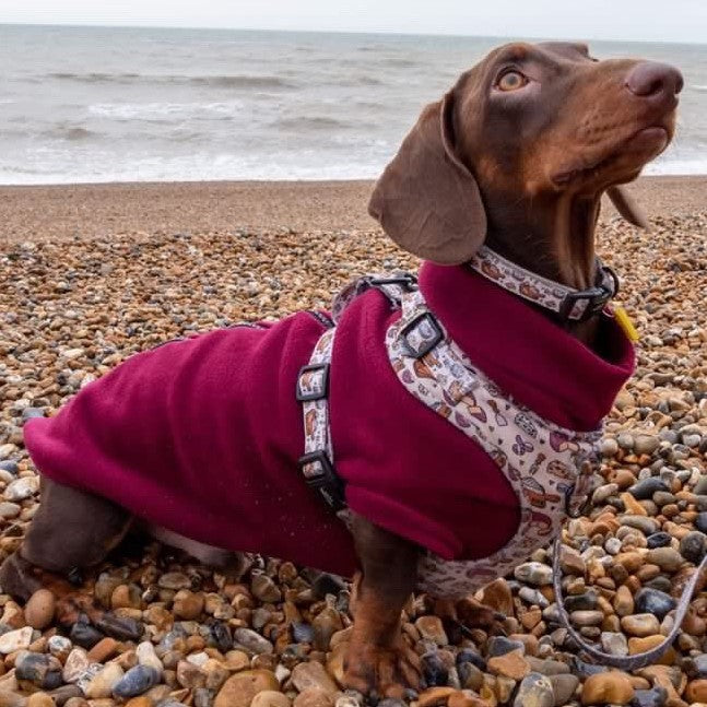 IVDD Zip-Up Dachshund Fleece Jumper