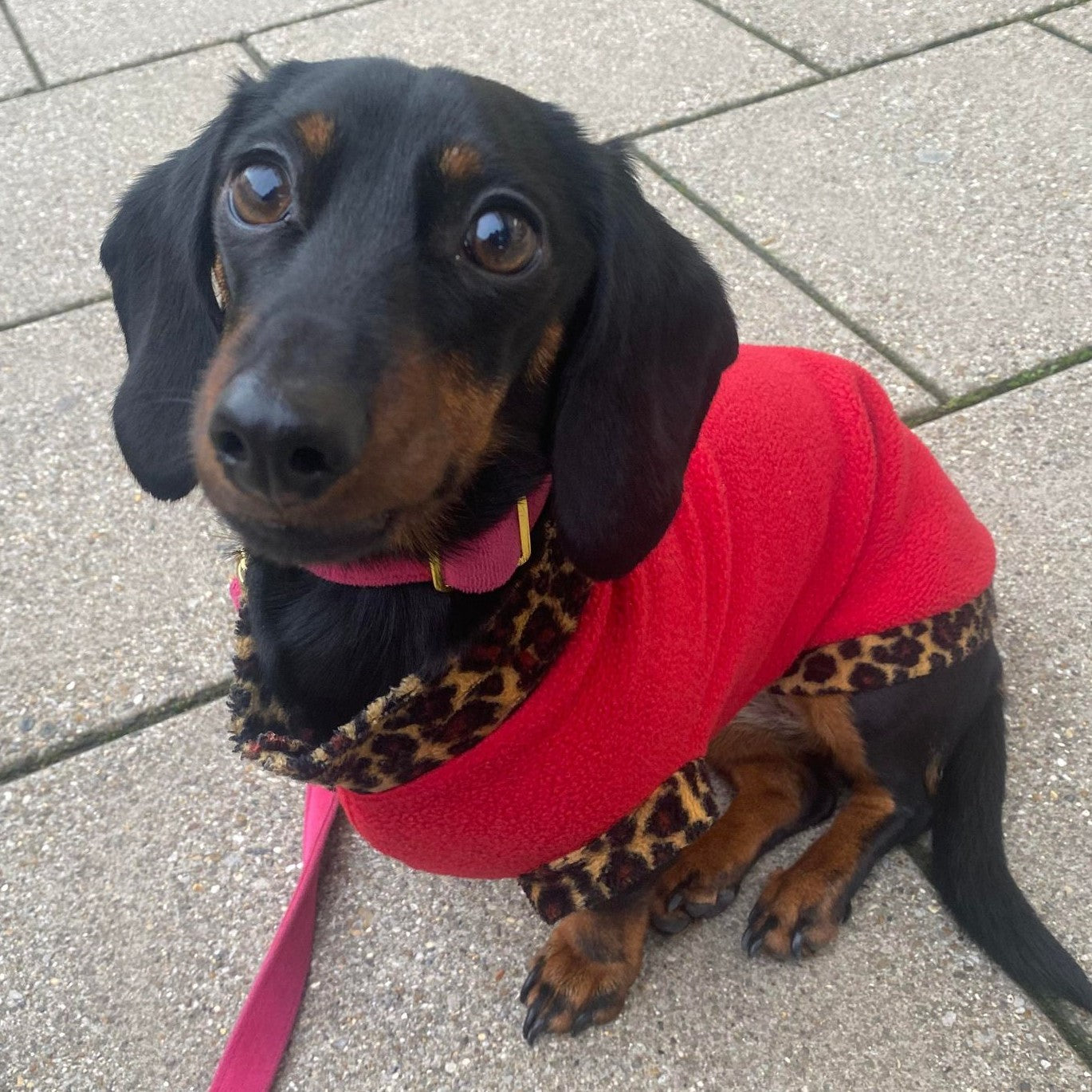 IVDD Zip-Up Leopard Print Trim Dachshund Fleece Jumper