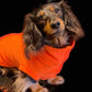 IVDD Zip-Up Dachshund Fleece Jumper