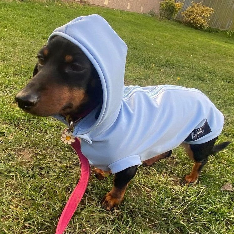 Spring/ Autumn Dachshund Rainjacket – Pooch Pawfect