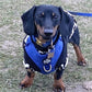 Luxury Velvet Harness, Collar, Lead (Set)