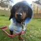 Spring/ Autumn Dachshund Rainjacket