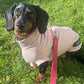 Spring/ Autumn Dachshund Rainjacket