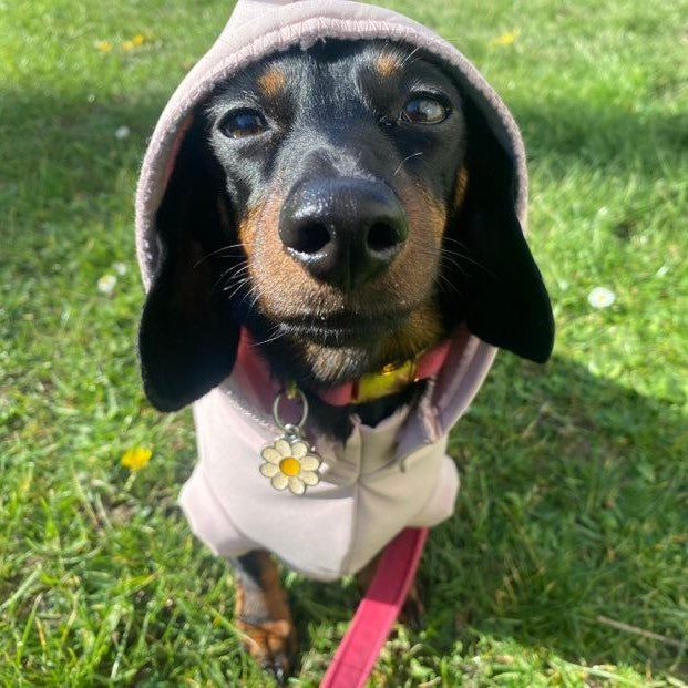 Spring/ Autumn Dachshund Rainjacket