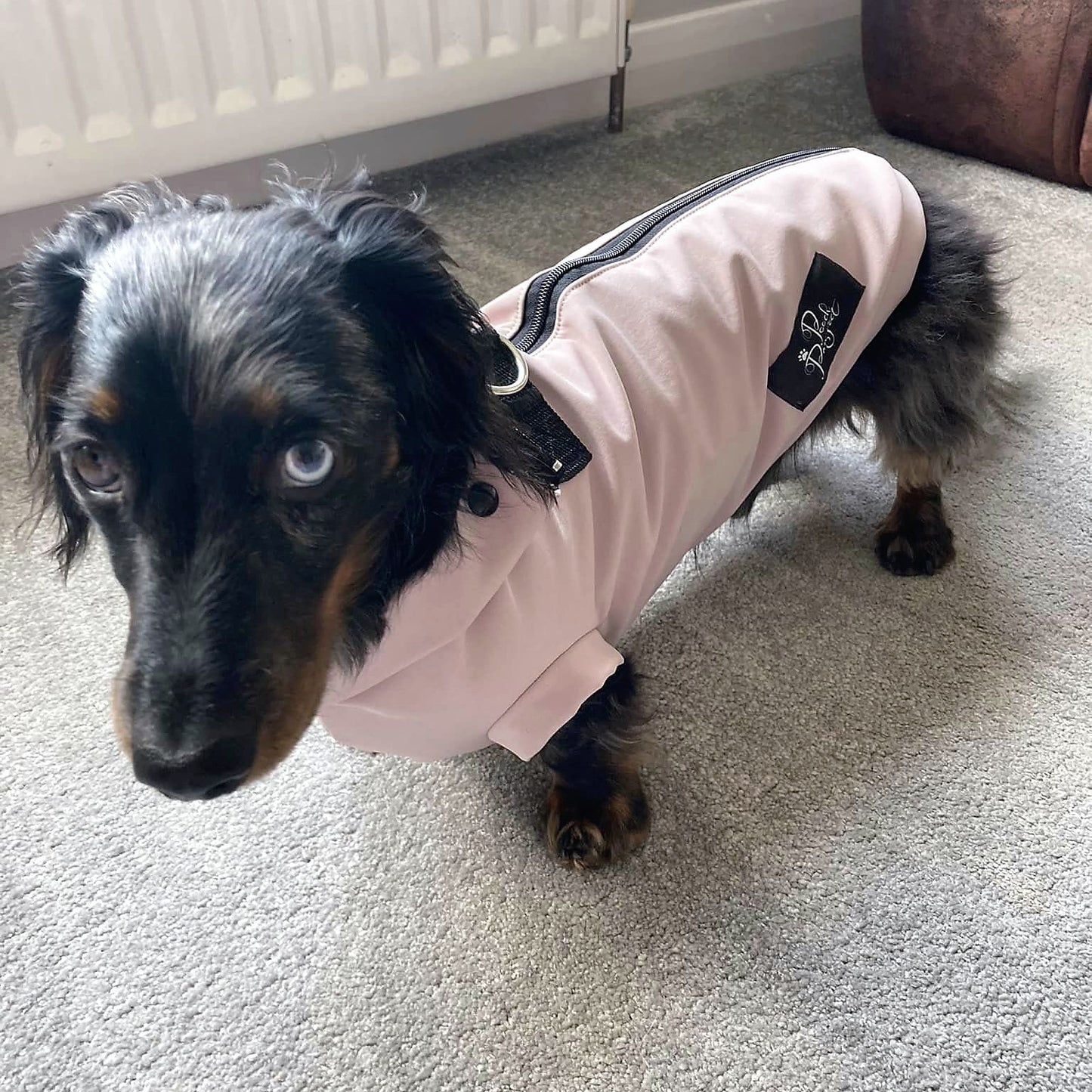 Spring/ Autumn Dachshund Rainjacket