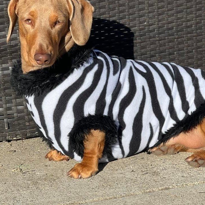 Animal Print Dachshund Fleece Jumper