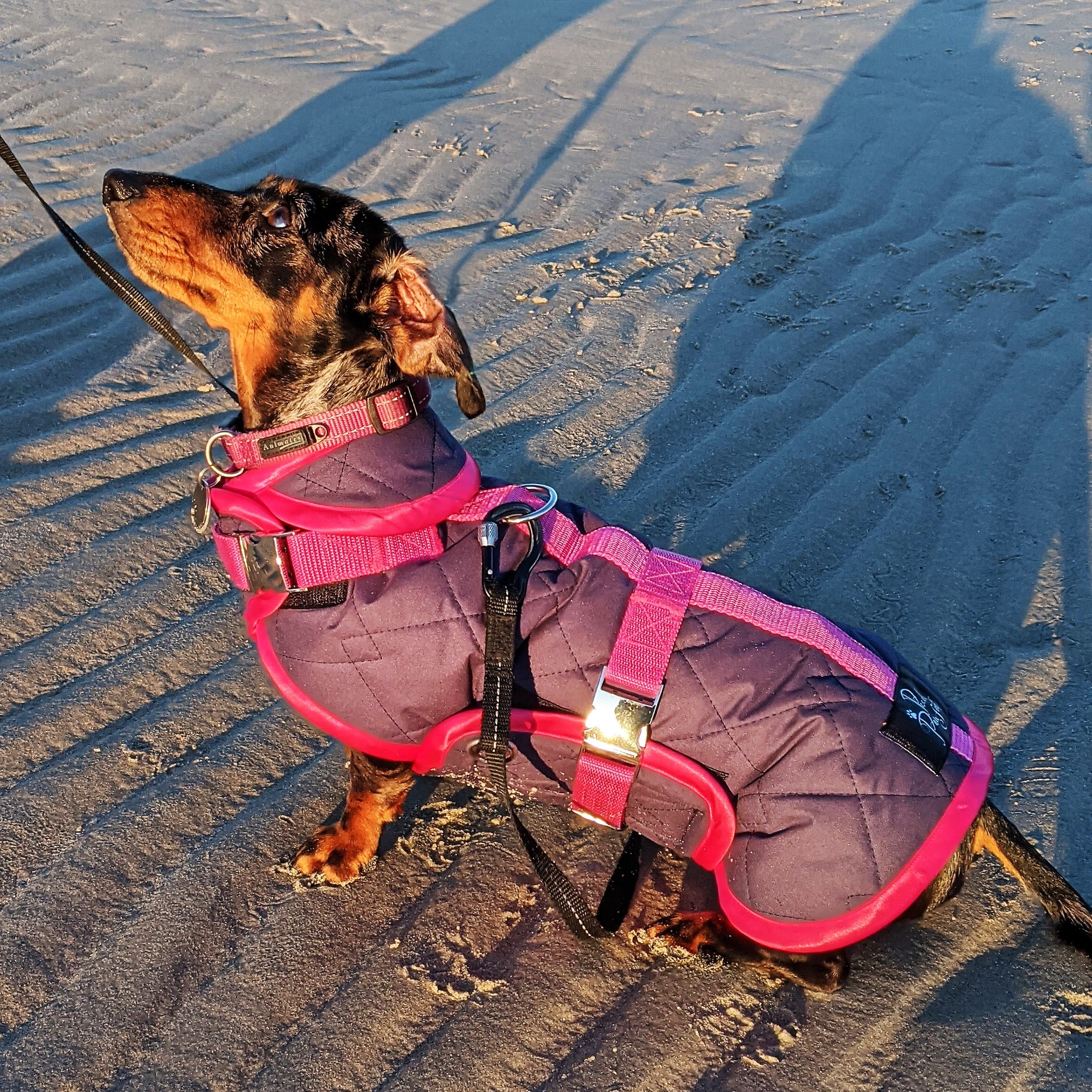 Waterproof Dachshund Raincoat Pooch Pawfect