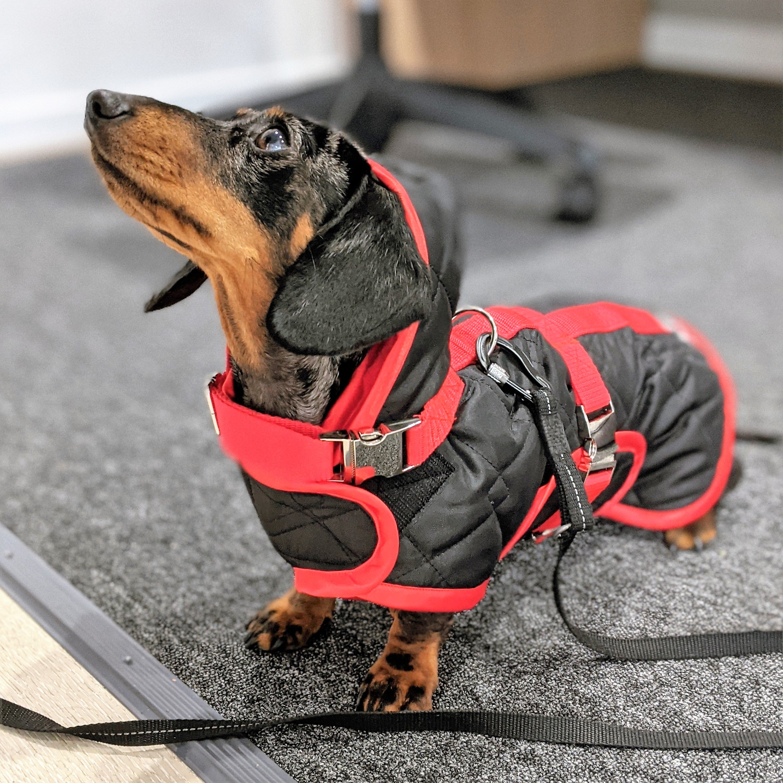 Dachshund raincoat shop with hood